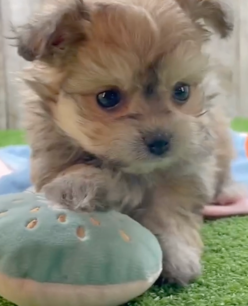 phantom pomachon next to a blue and white toy